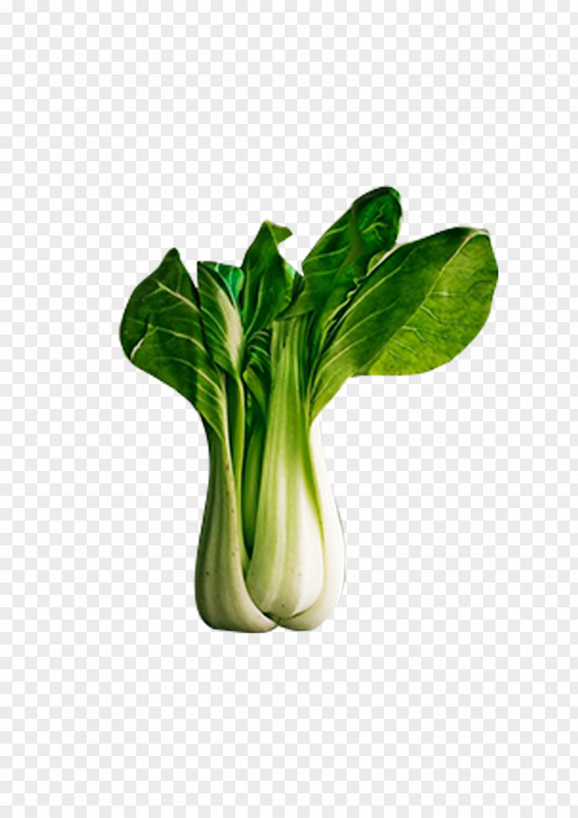 Fresh Vegetables Vegetable Food Napa Cabbage Bok Choy Eating PNG