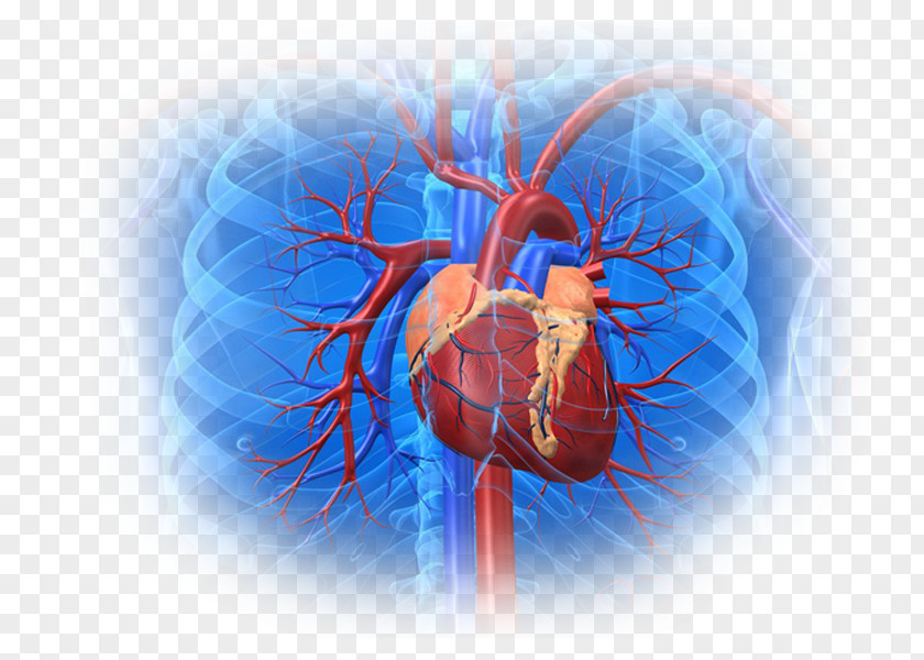 Heart Cardiovascular Disease Cardiology Health PNG