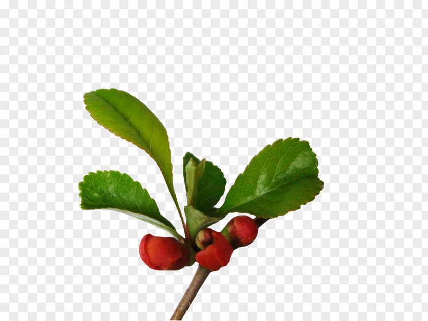 Leaf Flower Lingonberry Clip Art PNG