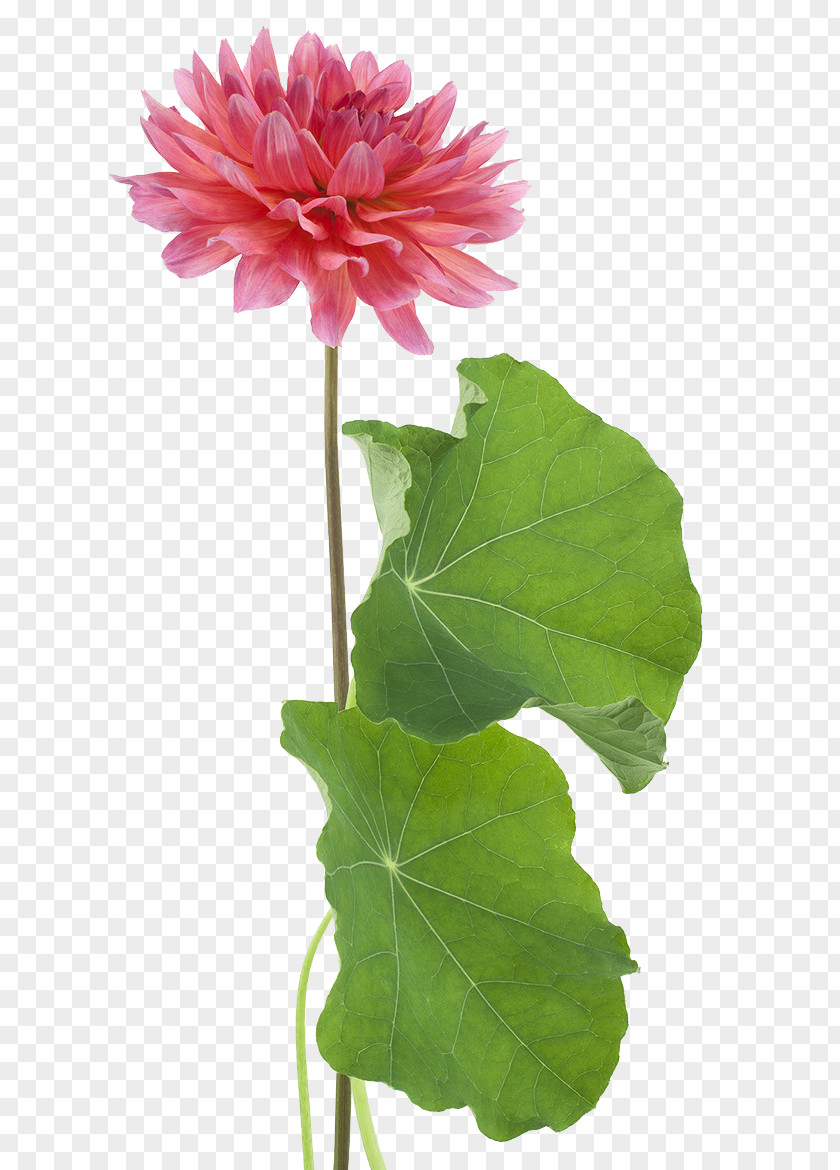 Lotus Pattern Flower Download PNG