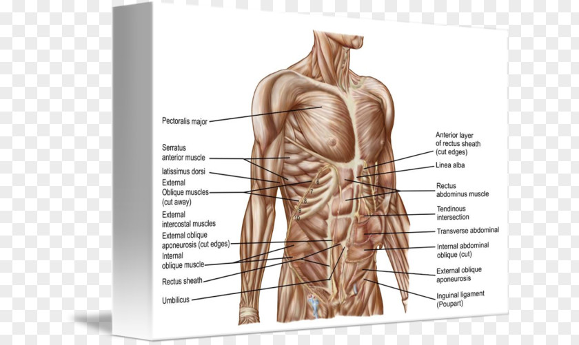 Rectus Abdominis Muscle Abdomen Human Body Anatomy PNG