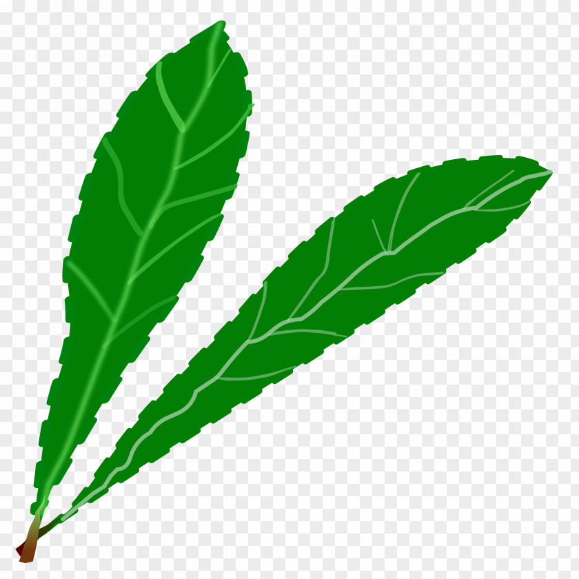 Tropical Leaf Plant Leaves Green Clip Art PNG