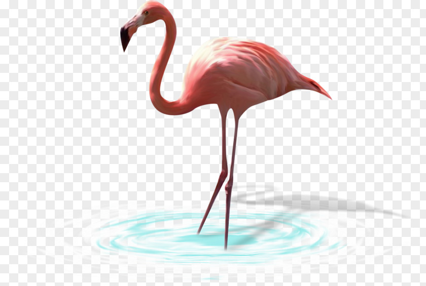 Bird Water Greater Flamingo White Stork PNG