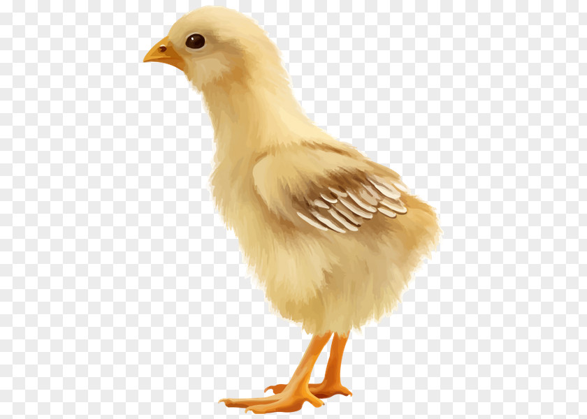 Chicken Broiler PNG