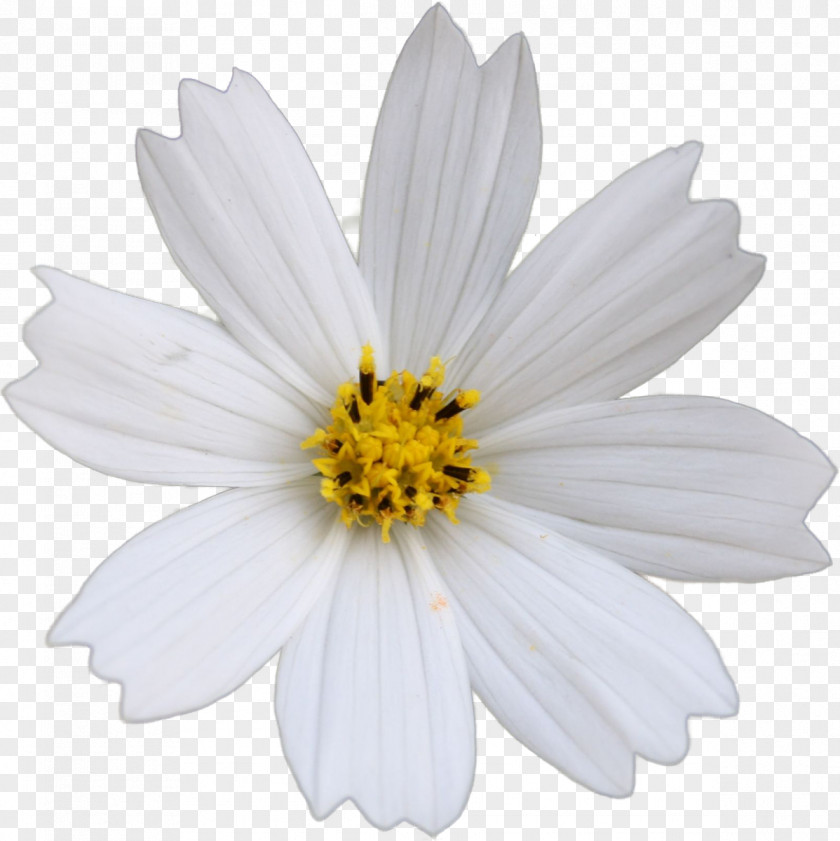 Cosmos Flower Common Daisy German Chamomile Yellow PNG