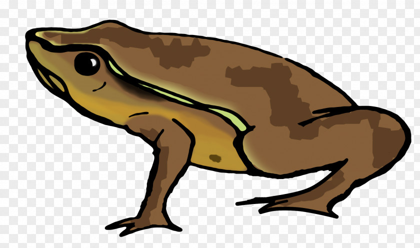 Frog Clip Art Toad Openclipart Free Content PNG