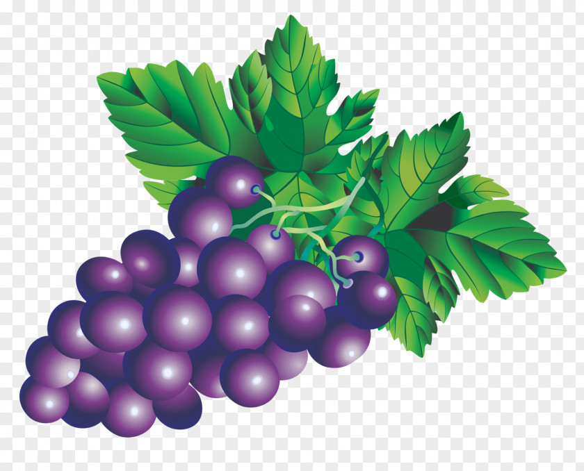 Grapes Juice Fruit Drawing PNG