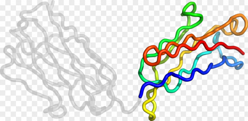 Immunoglobulin M Clip Art Line Organism Body Jewellery PNG