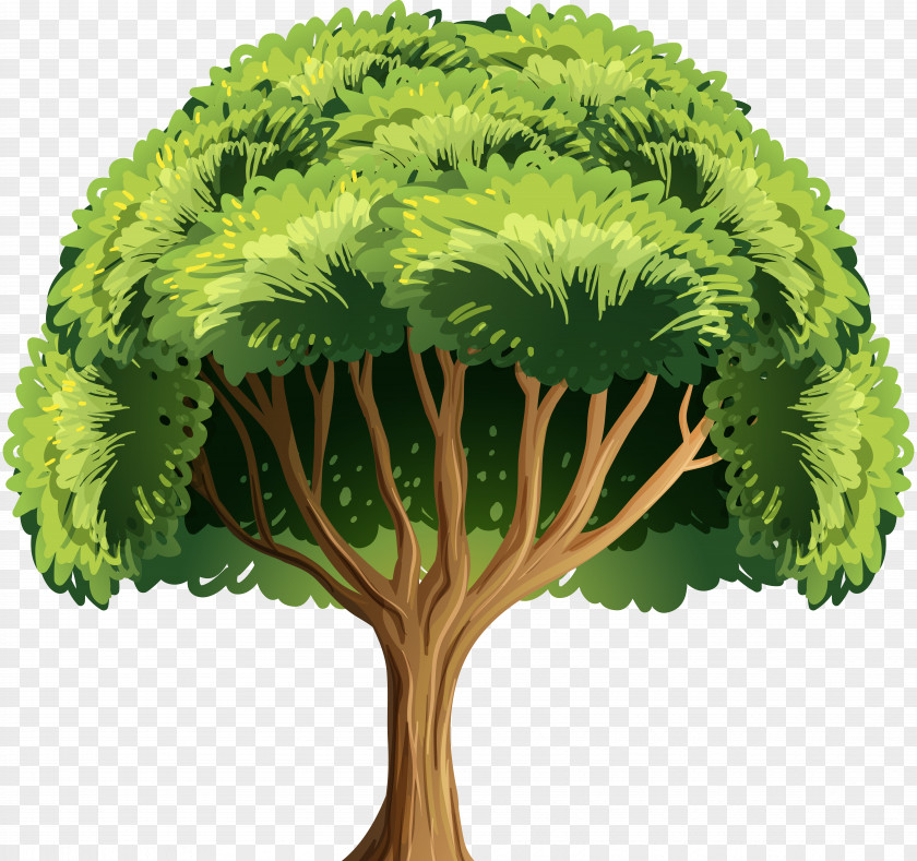 Oak Tree Bark PNG
