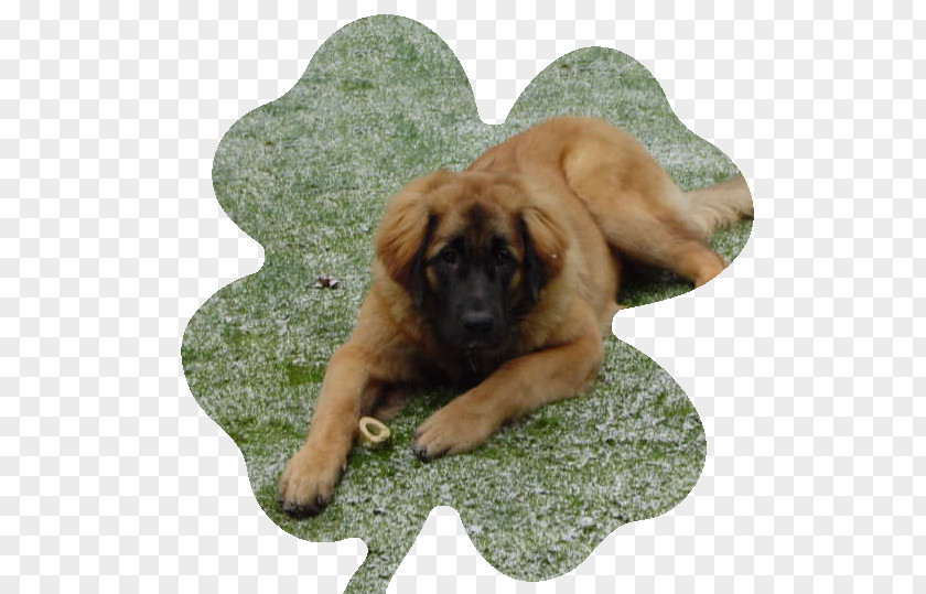Puppy Dog Breed Leonberger Estrela Mountain Rare (dog) PNG
