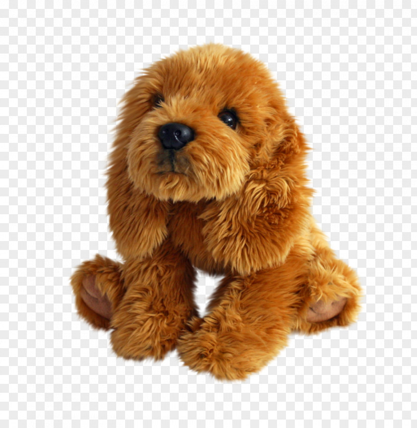 Puppy Dog Breed Toy Poodle Companion PNG