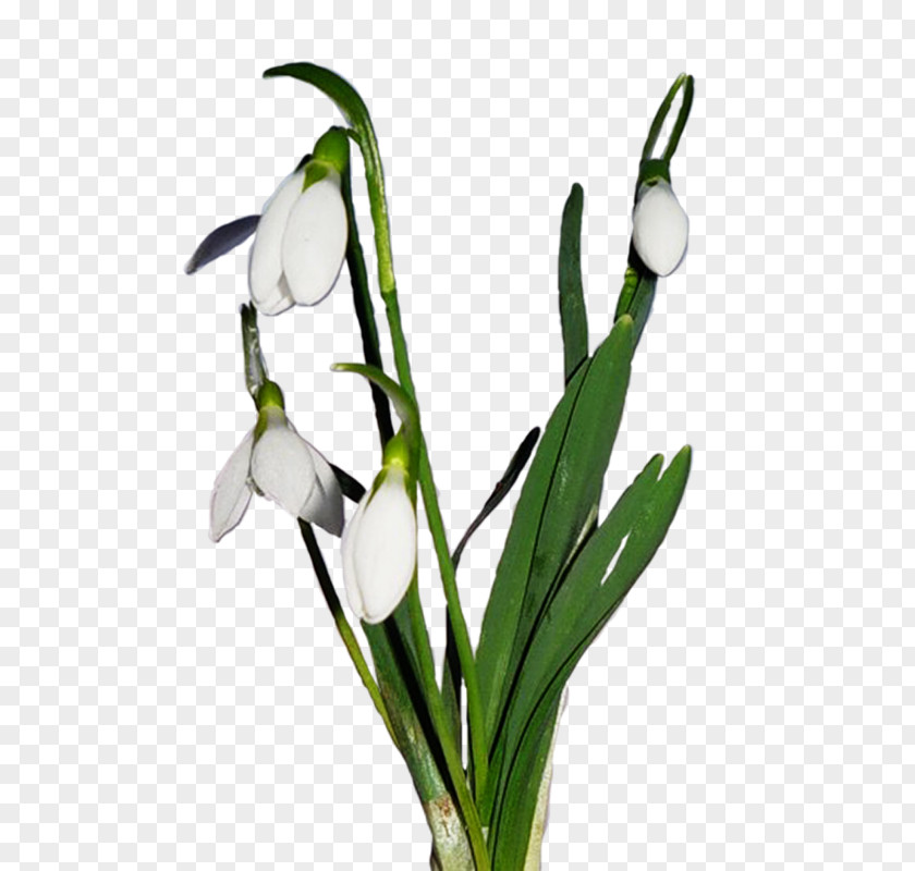 Snowdrops Snowdrop Photography Yandex.Fotki Clip Art PNG