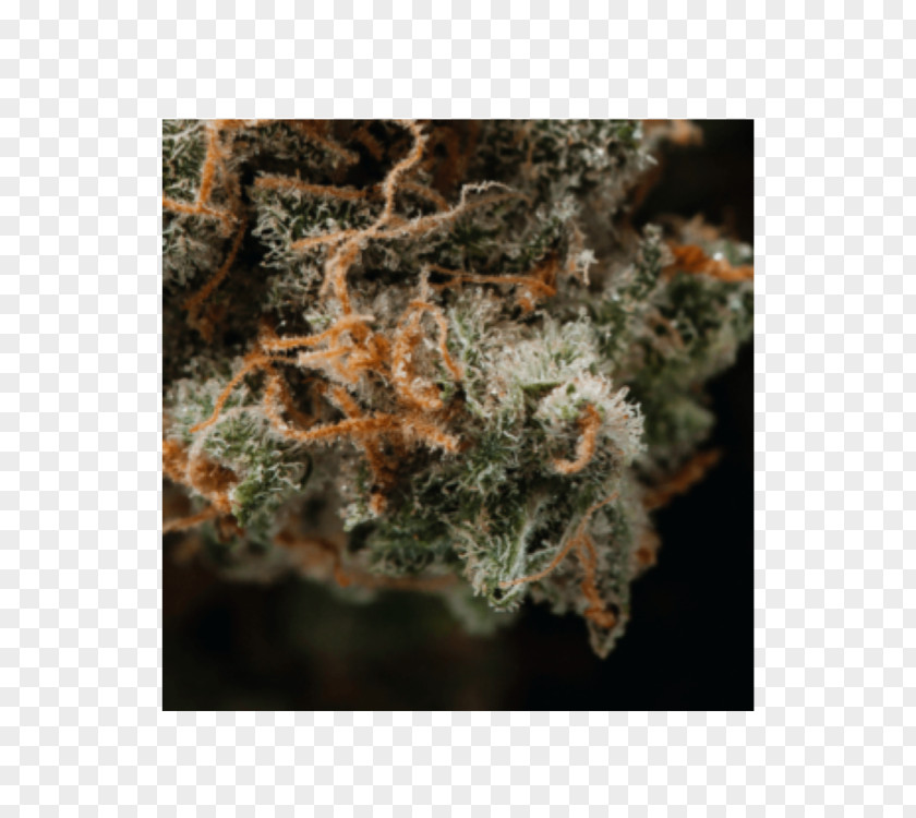 Topical Flower Hemp Family Cannabis PNG