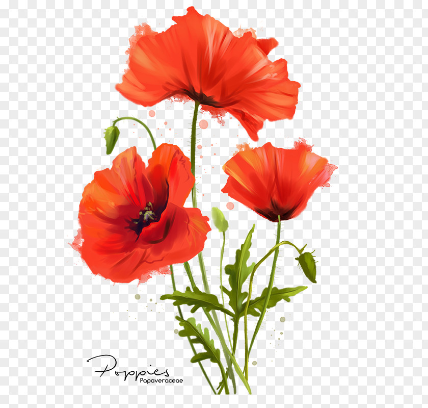 Common Poppy Flower Watercolor Painting PNG