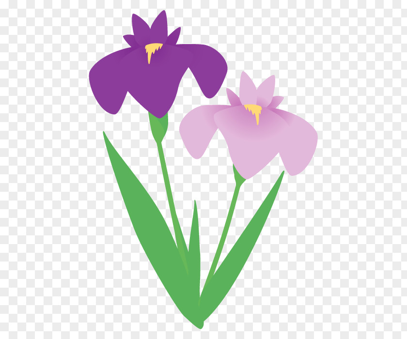 Iris Family Violet Flower Painting PNG