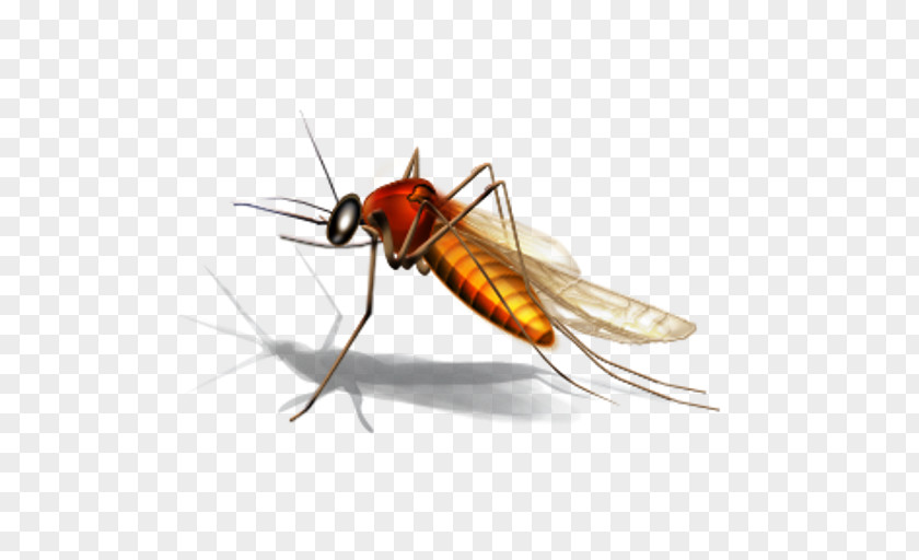 Mosquito Why Mosquitoes Buzz In People's Ears Control Clip Art PNG