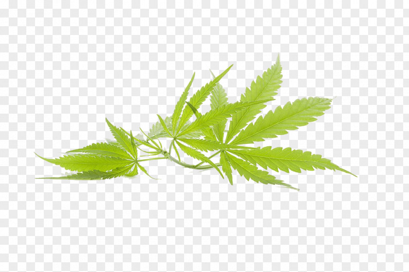 Cannabis Leaves Picture Marijuana Leaf PNG