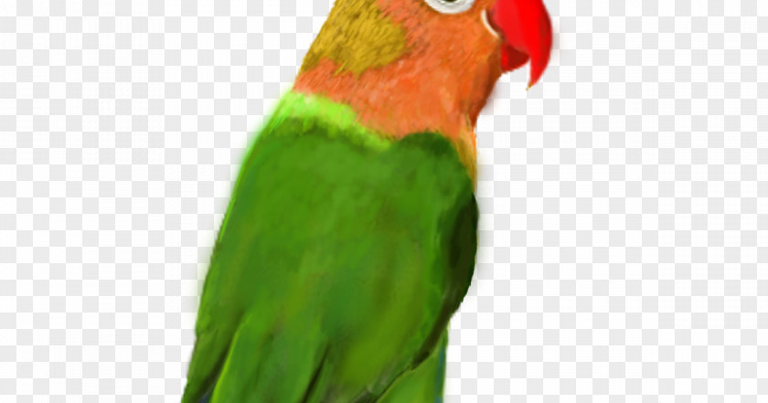 Lovebirds Lovebird Macaw Parakeet Beak PNG