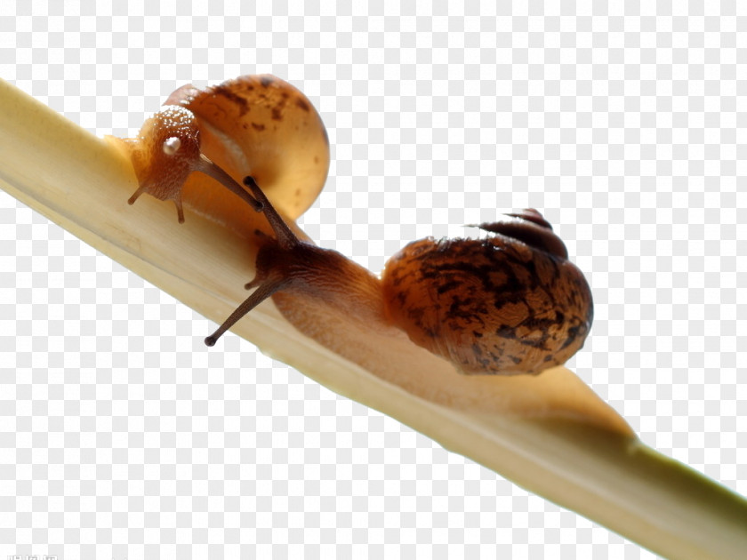 Snail Creative Orthogastropoda Slime Land Mucus PNG
