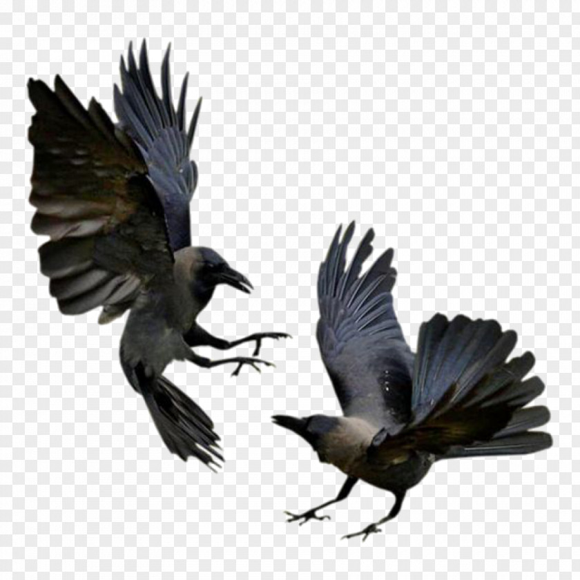 Bird American Crow Rook Common Raven Flight PNG