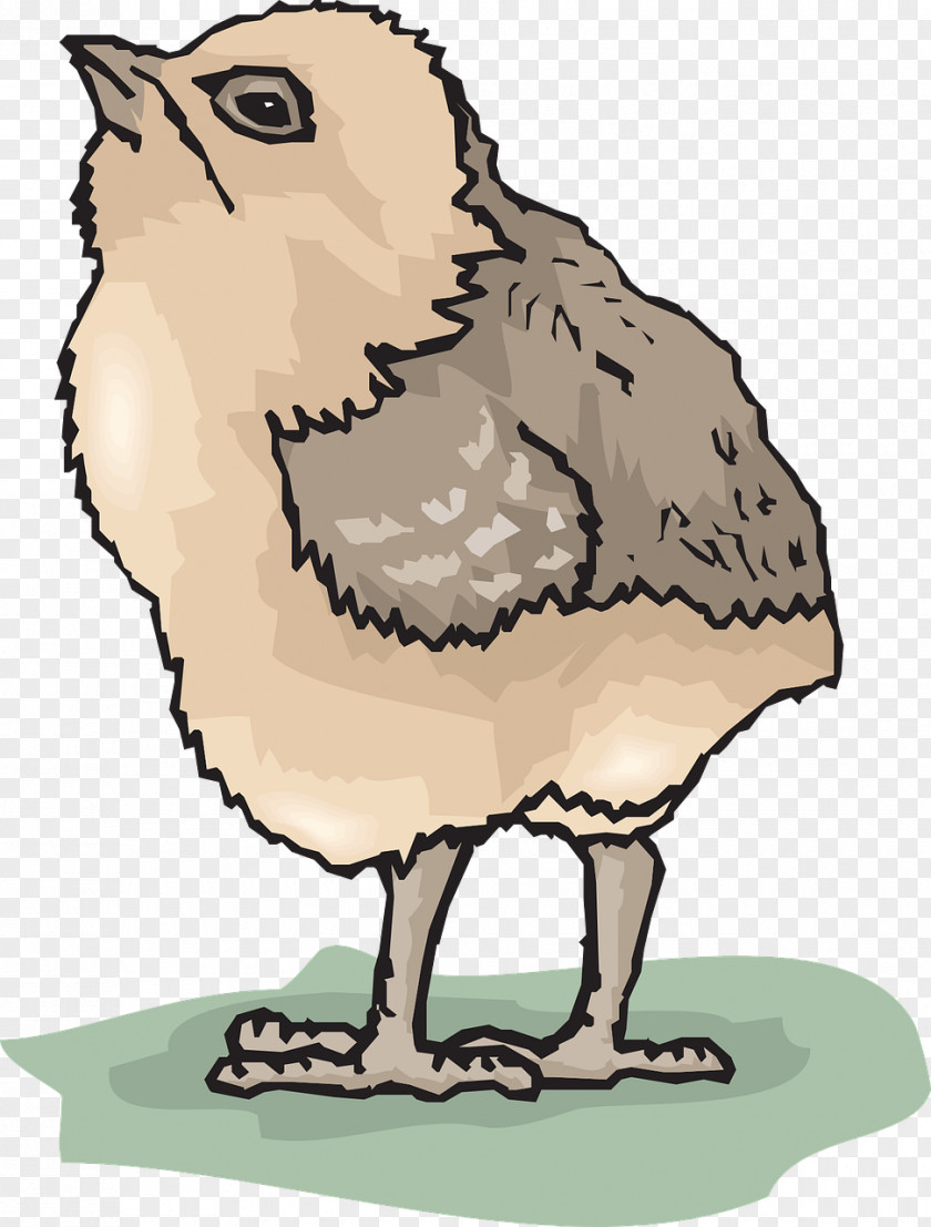 Bird Chicken Clip Art PNG