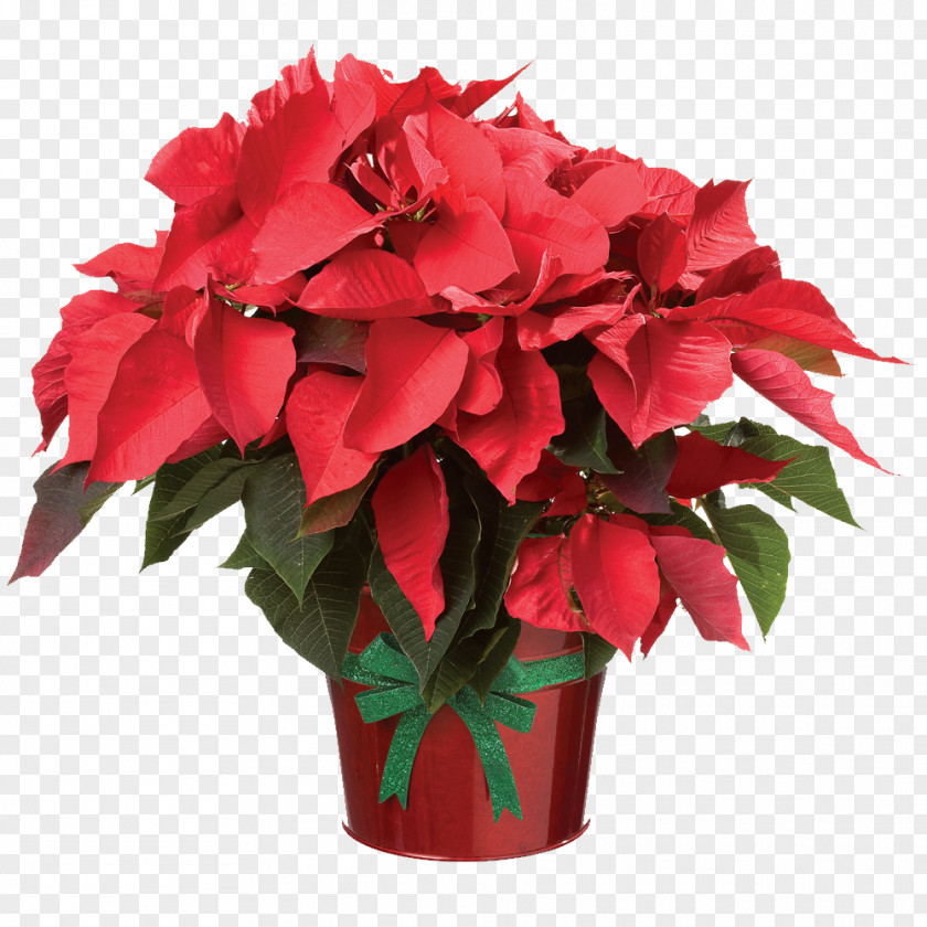 Flower Poinsettia Clip Art Birth Plants PNG