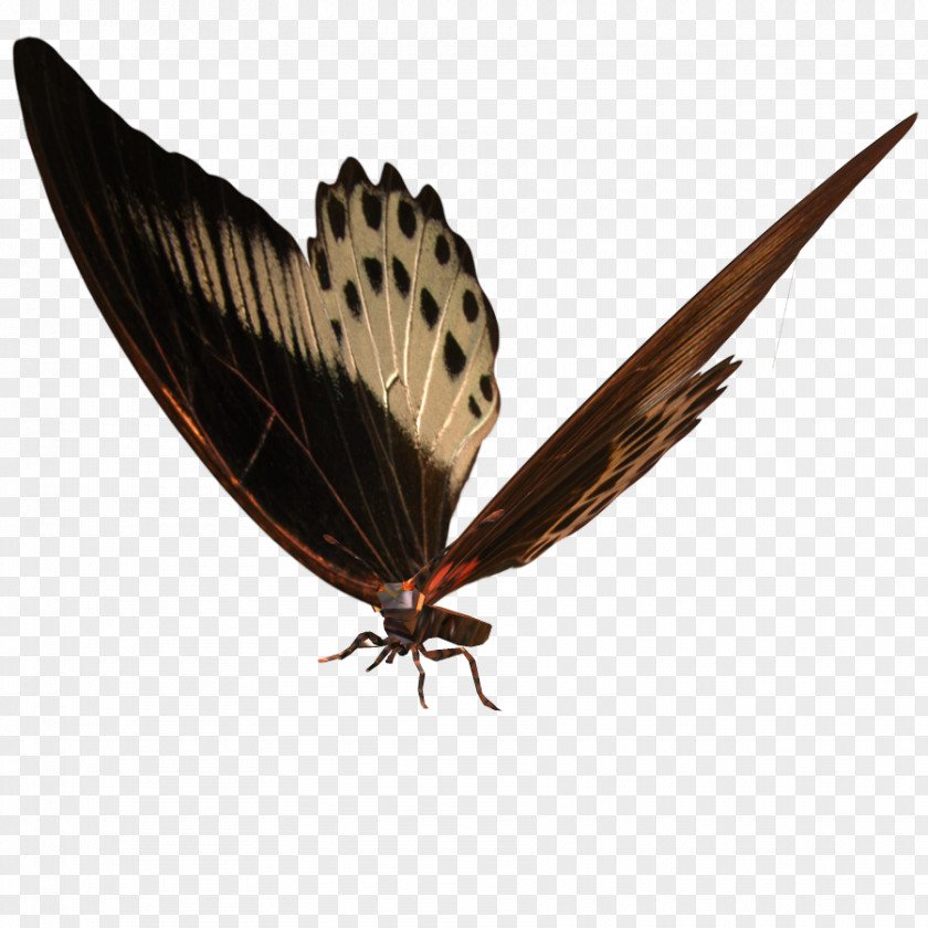 Kelebek Moth PNG