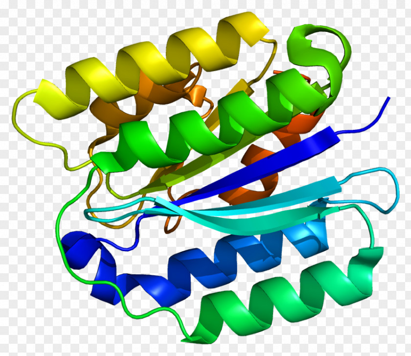 Anthrax Toxin ANTXR2 Protein Data Bank Bacterium PNG toxin bacterium, others clipart PNG