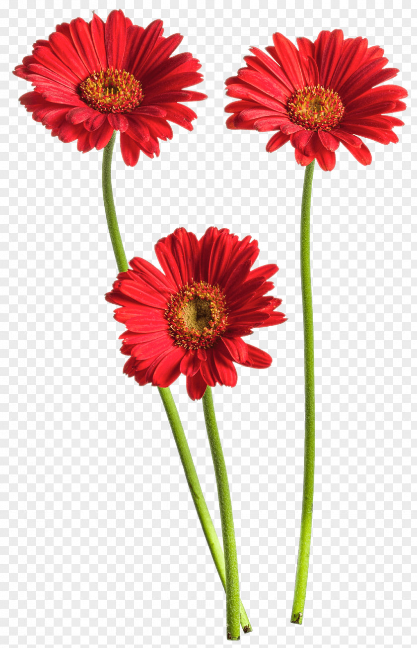 Flower Transvaal Daisy Common Cut Flowers Red PNG