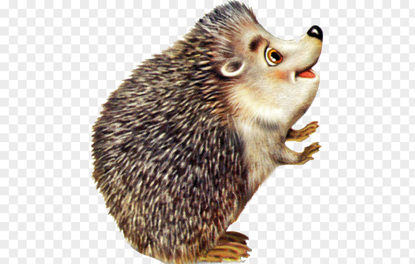 Hérisson Drawing European Hedgehog Color Clip Art PNG