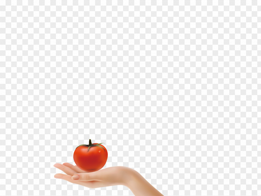Hands Of Tomatoes Flooring Computer Wallpaper PNG