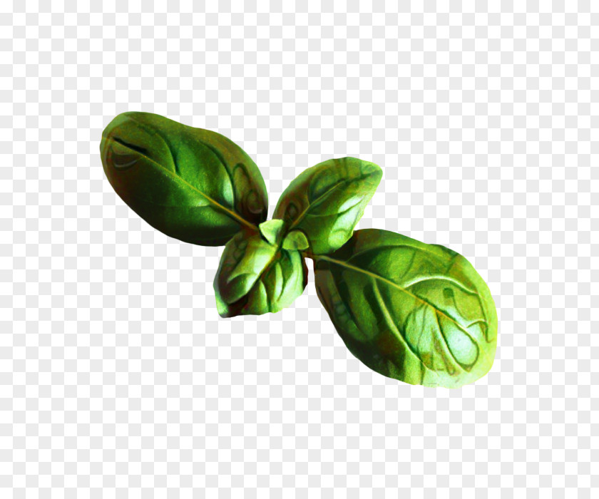 Ocimum Vegetarian Food Lemon Flower PNG