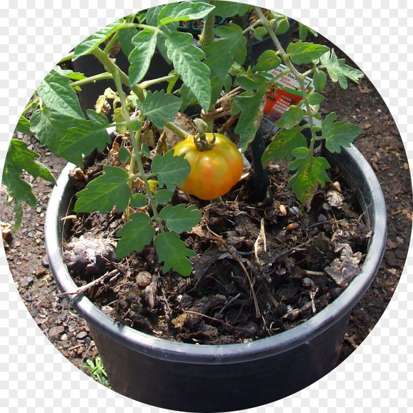 Organic Trash Herb Soil Flowerpot PNG