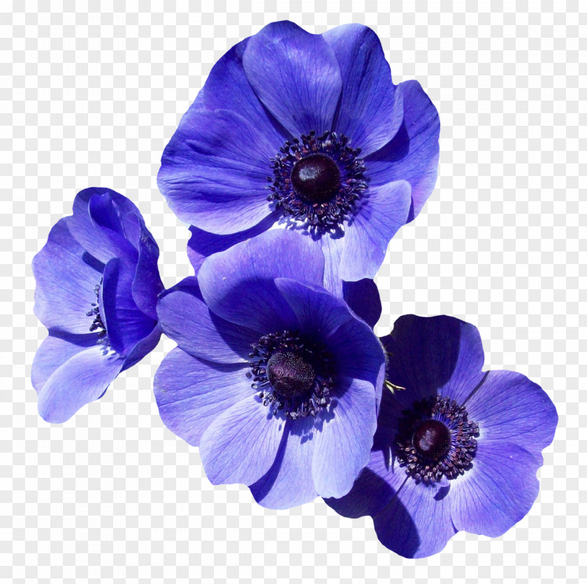 Purple Flower Clip Art PNG