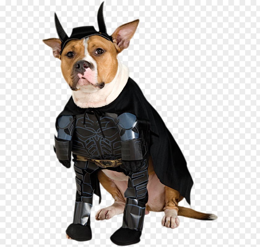 Super Cute Puppy Dachshund Batman Ace The Bat-Hound Costume Pet PNG