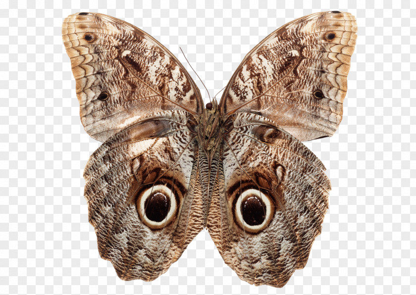 Butterfly Stock Photography Royalty-free Depositphotos PNG