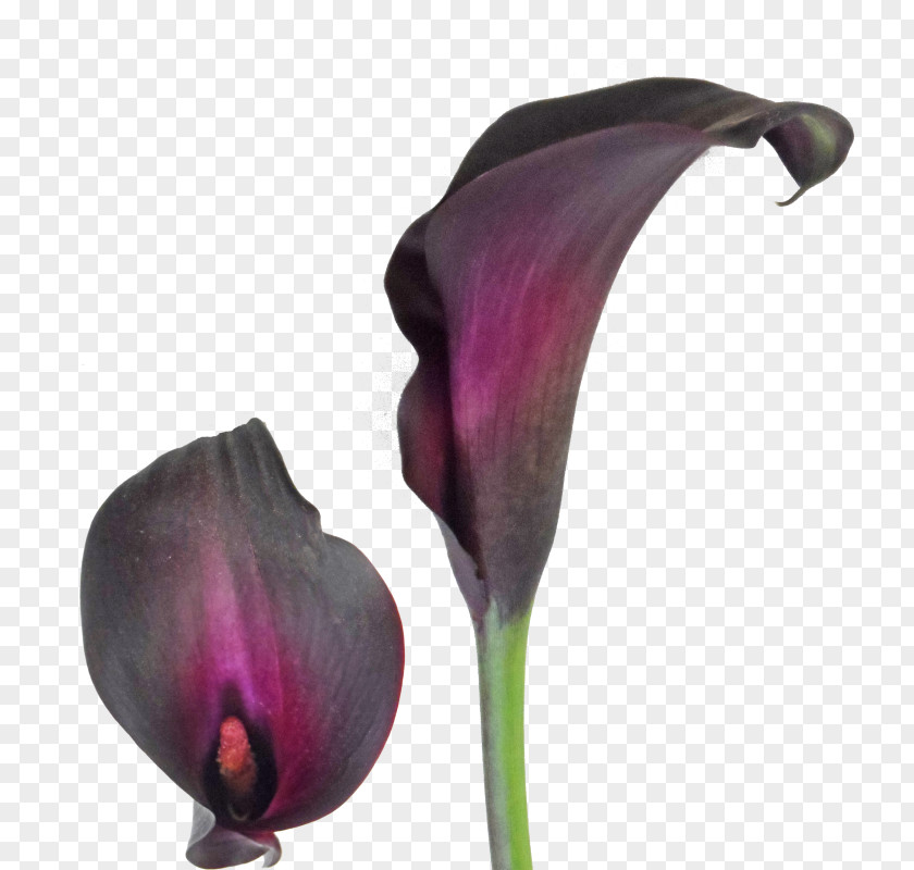 Callalily Arum-lily Easter Lily Tiger Bulb PNG