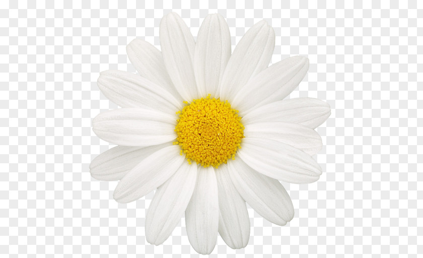 Flower Common Daisy Oxeye Family Drawing Photography PNG