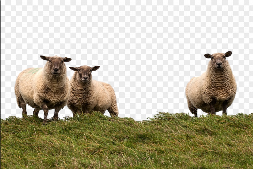 Sheep Pasture Grazing Herd Fauna PNG