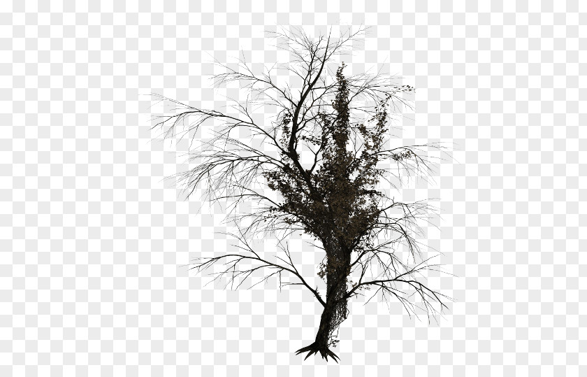 Tree Branch Trunk Image PNG