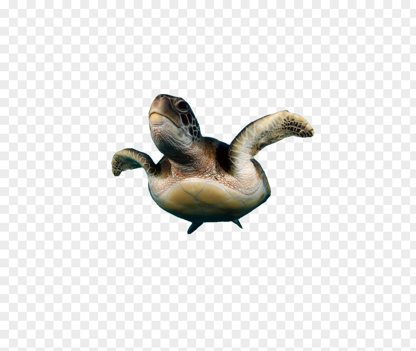 Turtle Products In Kind Sea Duck Reptile PNG
