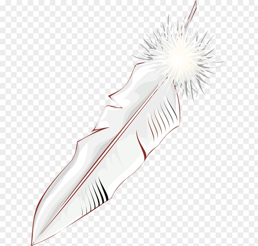 White Feather Bird Wing PNG