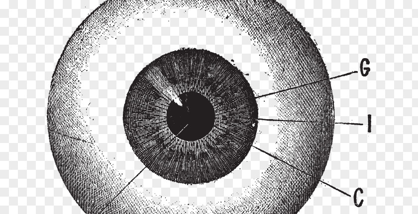 Eye Human Drawing Iris PNG