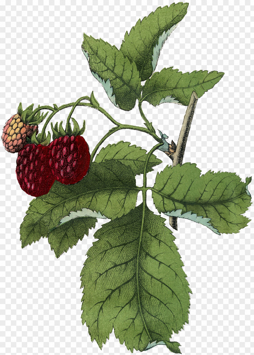 Raspberries Raspberry Dewberry Boysenberry Loganberry Blackberry PNG
