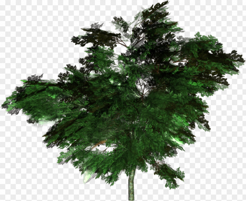 Tree Forest Woody Plant Spruce Conifers PNG