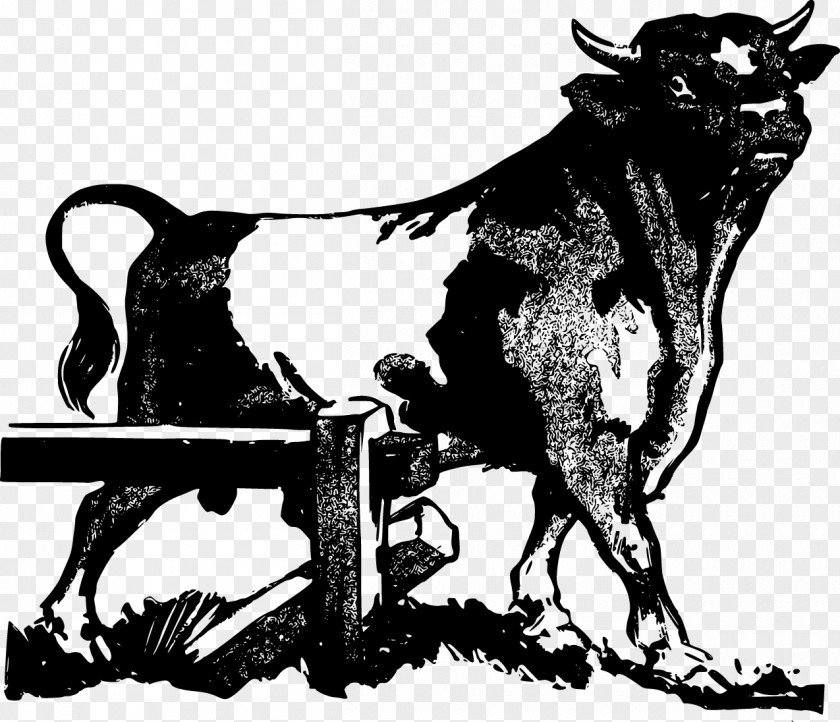 Vector Bull Pit Cattle Drawing PNG
