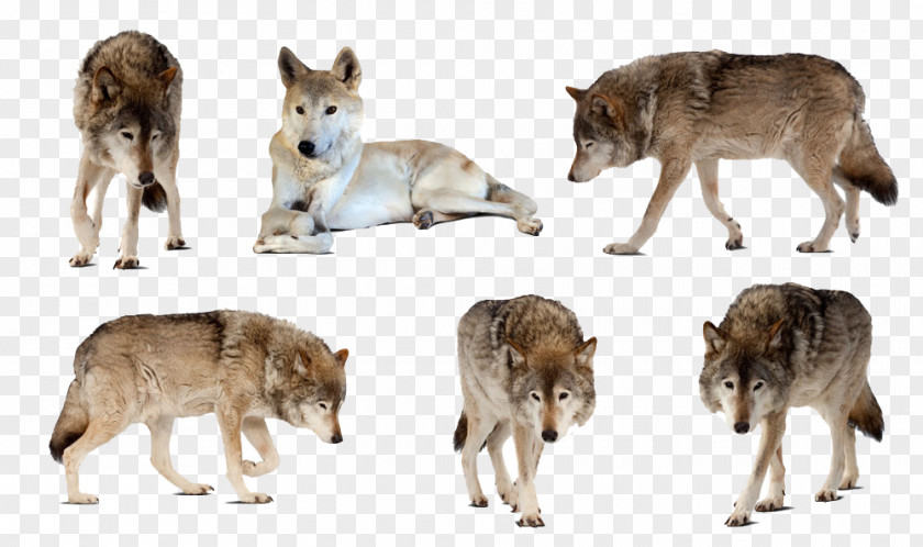 Wolf Collection Gray Canadian Animals Photography White PNG