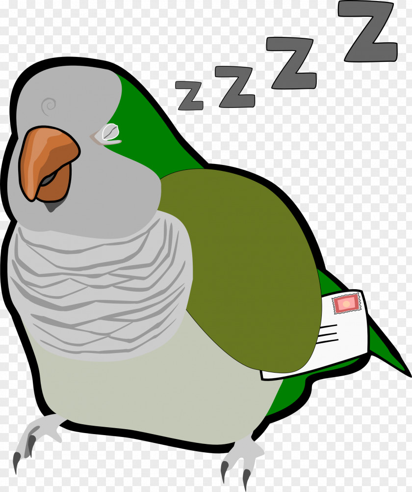 Bird Animation Parrot PNG