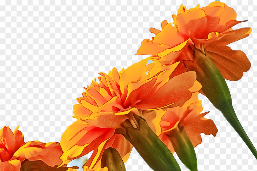 Canna Lily English Marigold Flower Pot Drawing PNG