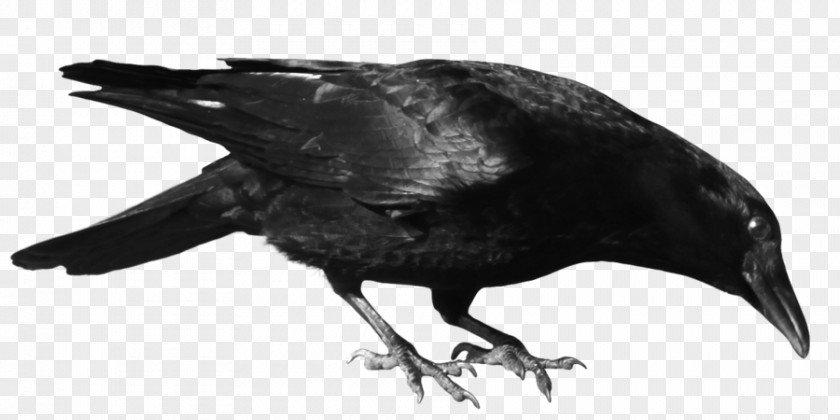 Flying Raven Overlay American Crow Common Clip Art PNG